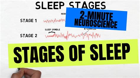 2-Minute Neuroscience: Stages of Sleep - YouTube