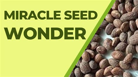 MIRACLE SEED WONDER //A MUST WATCH - YouTube