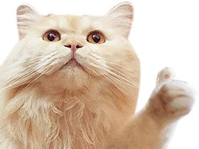 Cat Thumbs Up GIF - Cat ThumbsUp Like - Discover & Share GIFs