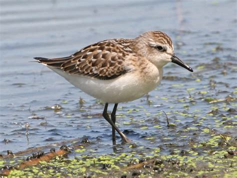 Catch the Shorebird Migration | Your Great Outdoors