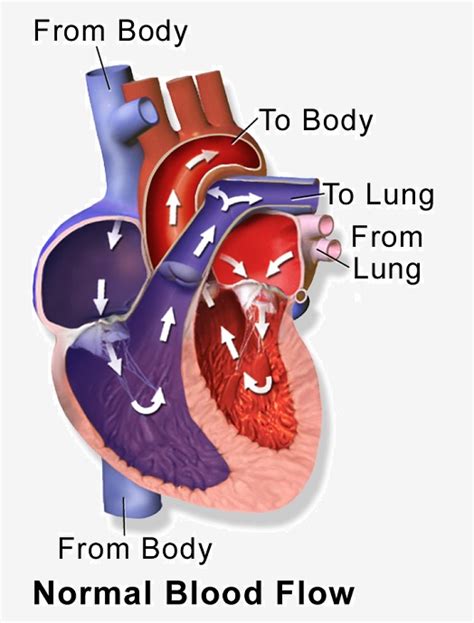 20 Fun Facts about the Circulatory System | Biology Dictionary