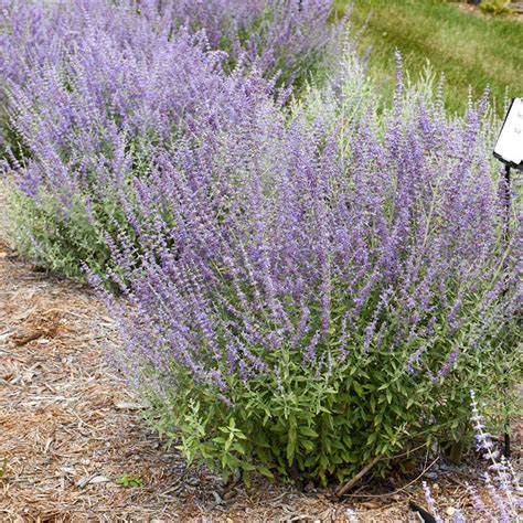 Prime Time Russian Sage | Gurney's Seed & Nursery Co.