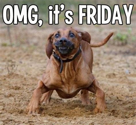 OMG it's Friday, Yeah, I'm pretty excited it Friday. | Funny dog pictures, Animals, Dog pictures