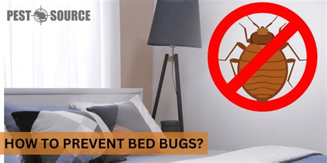 How to Prevent Bed Bugs? - Pest Source