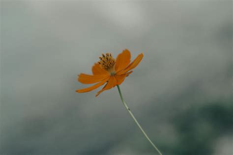 Yellow cosmos flower in garden · Free Stock Photo