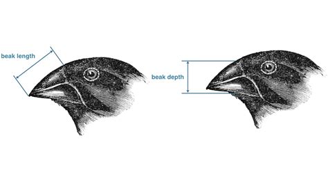 HW 3.2: Peter and Rosemary Grant and Darwin’s finches (40 pts) — BE/Bi ...