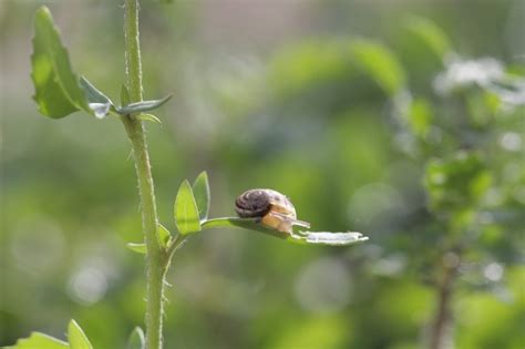 Snails Poop & Digestive System Explained