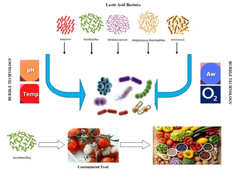 Foods | Free Full-Text | Lactic Acid Bacteria as Antimicrobial Agents ...