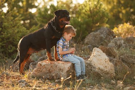 Are Rottweilers Good With Kids? Should You Get A Rottie?