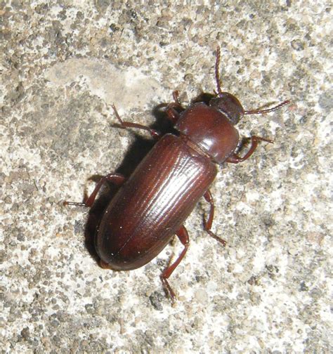 7 Photos Brown Garden Beetles Uk And View - Alqu Blog