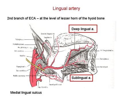 Blood vessels of the head and the neck