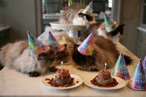 Animals Having Party (31 pics) - Izismile.com