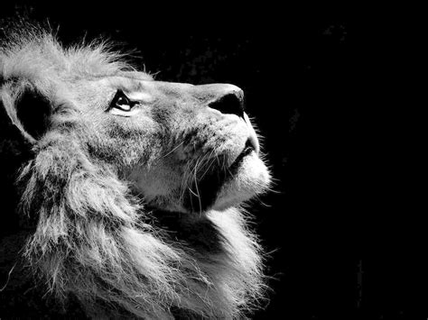 Black White Lion Wallpapers Pictures Tattoos Frauen - Lion Wallpaper Black And White - 1600x1200 ...