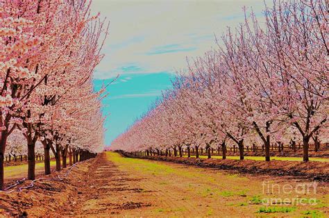 California Almond Orchard Photograph by Alicia Ingram - Fine Art America