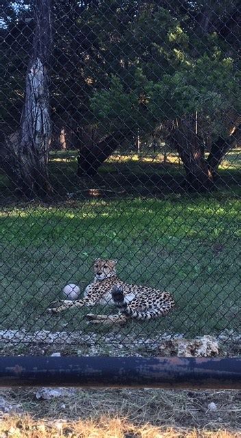 Take a Texas Safari at Fossil Rim Wildlife Center – It's Not Hou It's Me