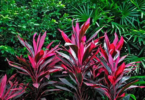 Adding tropical colors: Hawaiian Ti plant (Cordyline fruticosa) - Tropics @Home