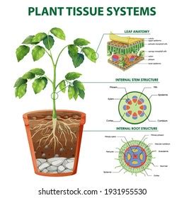 Vascular Tissue In Plants Diagram