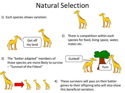 Summary of Topic 4.1 - biodiversity in ecosystems