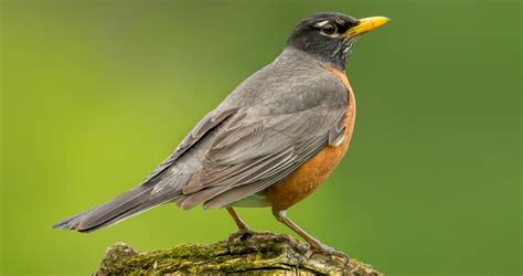 American Robin Identification, All About Birds, Cornell Lab of Ornithology