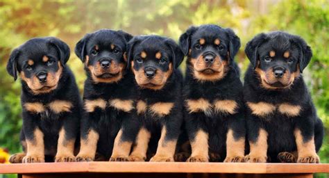 Rocking Rottweiler Temperament Traits, Personality and Behavior