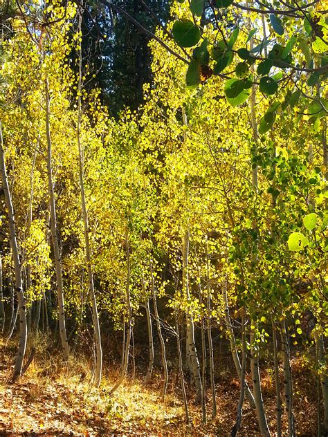 Beautiful Aspen Fall Foliage, Lake Tahoe, California | Fall foliage ...