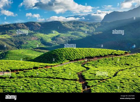 Tea plantations in Kerala, India Stock Photo - Alamy