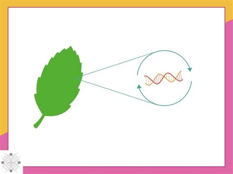 Why is DNA Extraction From Plants Difficult? (With Possible Solutions) – Genetic Education