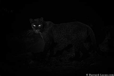 Black Leopard: My quest to photograph the most elusive cat in Africa - Camtraptions