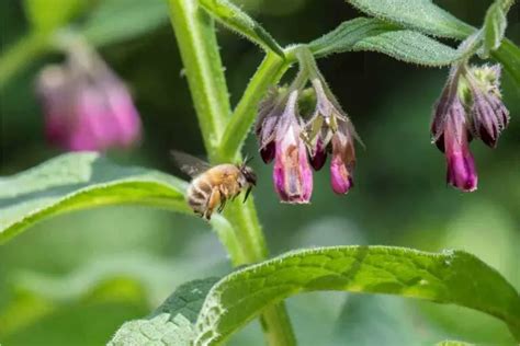 Comfrey Uses In The Garden (Benefits and Cautions)