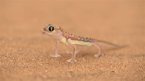 6 desert-adapted species of the Namib - Africa Geographic