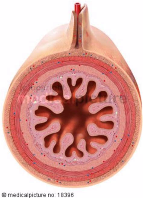 Lumen of intestine, jejunum - DocCheck