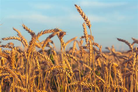 Healing grain: Scientists develop wheat that fights celiac disease ...