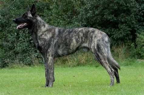 Grey Brindle Dutch Shepherd | Dutch shepherd dog, Shepherd dog, Belgian malinois dog