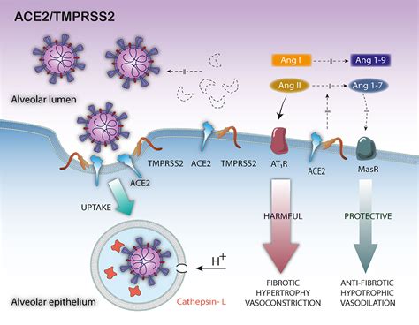 Frontiers | ACE2/ADAM17/TMPRSS2 Interplay May Be the Main Risk Factor ...