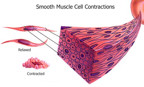 Smooth Muscle Cell Structure