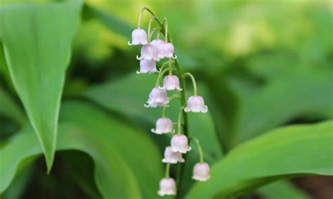 Pink Lily of the Valley Plants - Saratoga Seed