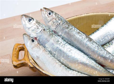 Pilchards. Sardines and pilchards are the same creature. At about 7in ...