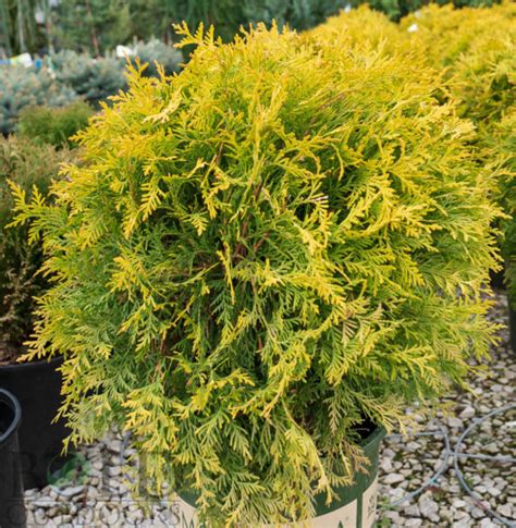 Golden Globe Arborvitae | Bold Outdoors