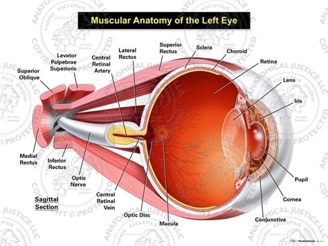 Muscular Anatomy of the Left Eye