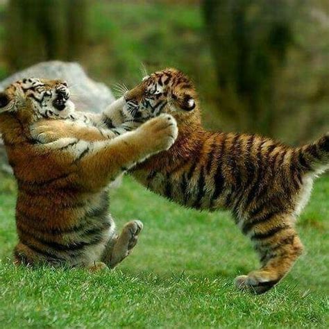 Pin de Cristina Prille en Animales | Fotos de animales bebé, Cachorros de tigre, Tigres