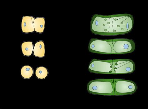 Cytokinesis - Definition and Process In animal and Plant Cells ...