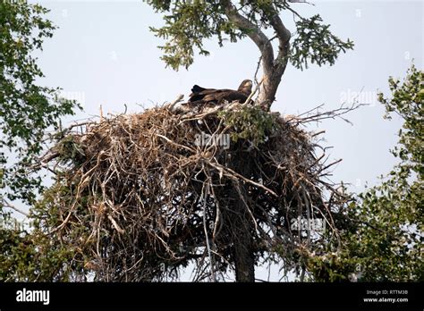 Golden eagle nest hi-res stock photography and images - Alamy