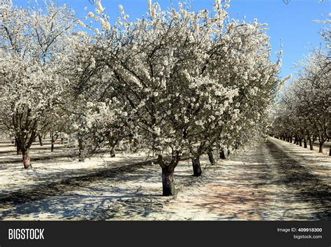 Almond Tree Flower Image & Photo (Free Trial) | Bigstock