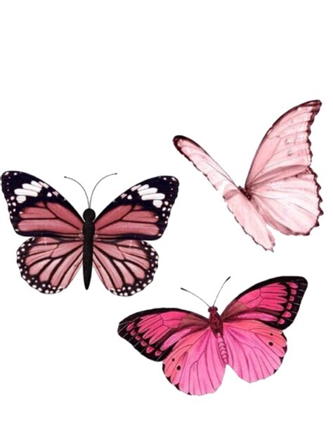 butterfly overlay png 20 free Cliparts | Download images on Clipground 2024