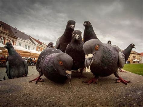 20 Animal Bands That Look Like They Are About To Drop The Hottest Albums | IT