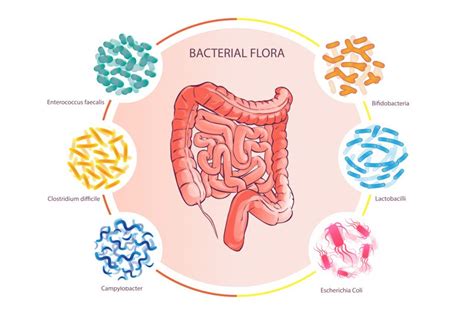 The Gut Microbiome & Low FODMAP Diet | Ideal Nutrition