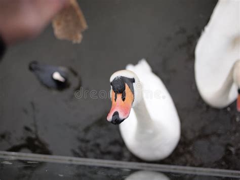 Swan stretching for bread stock photo. Image of eyes - 31147734