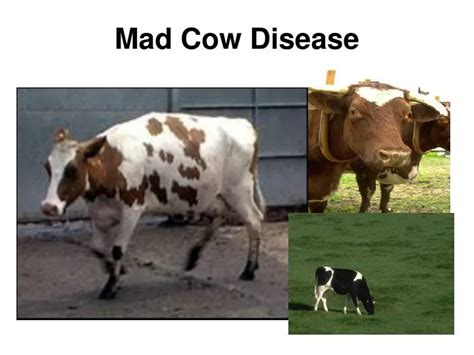 PPT - Mad Cow Disease PowerPoint Presentation, free download - ID:5257179