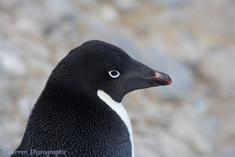 Adelie Penguin photo WP14486