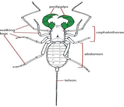 Centipede Drawing Labeled All about centipedes and centipede control